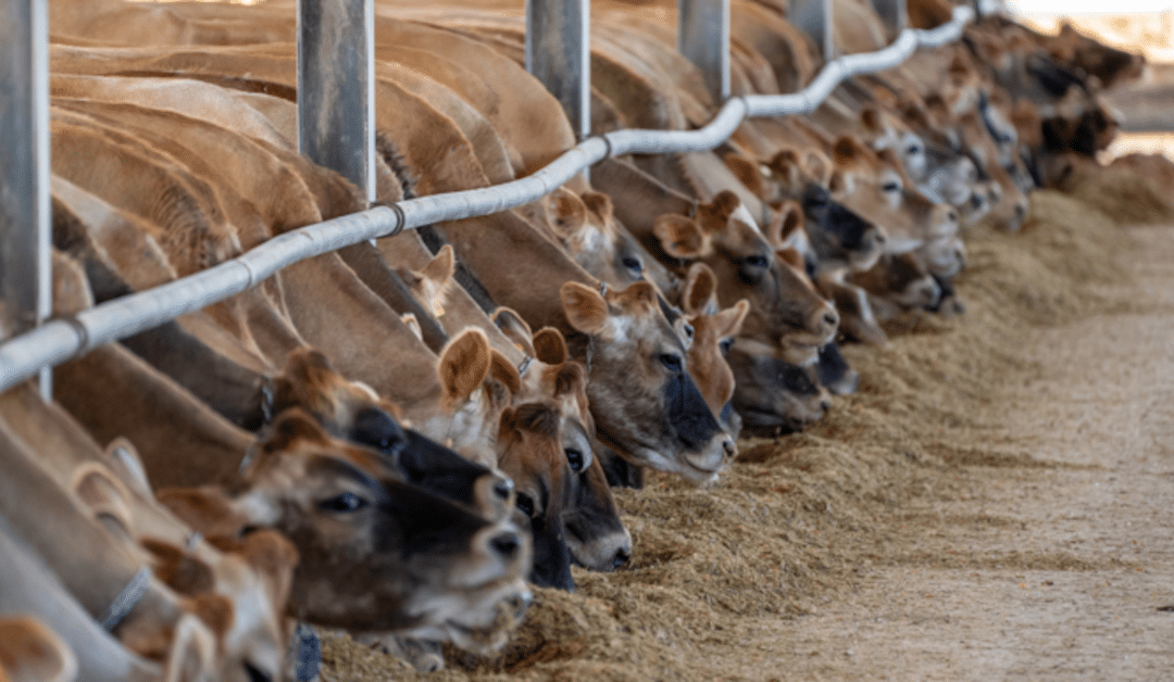 Improve measures to decarbonise the livestock sector